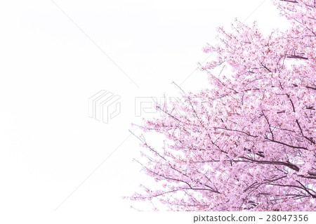 Sakura Sameyoshi no Sakura Closeup closeup copy space 28047356