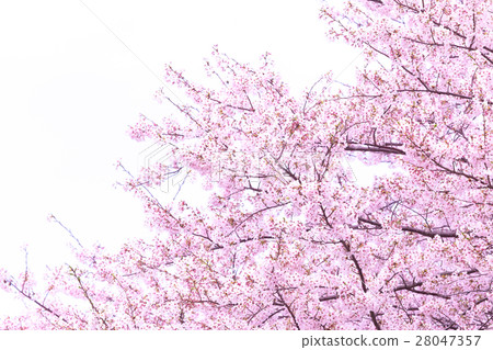佐倉Sameyoshi沒有佐倉特寫鏡頭特寫鏡頭拷貝空間 佐倉Sameyoshi沒有佐倉特寫鏡頭特寫鏡頭拷貝空間 28047357