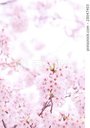 佐倉Sameyoshi沒有佐倉特寫鏡頭特寫鏡頭拷貝空間 28047403