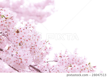 佐倉Sameyoshi沒有佐倉特寫鏡頭特寫鏡頭拷貝空間 28047513