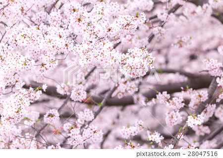 Sakura Sameyoshi no Sakura Closeup closeup copy space 28047516