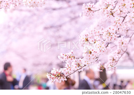 Sakurame Soyuki's Sakura Copy Space Hanami People Sakurame Soyuki's Sakura Copy Space Hanami People 28047630