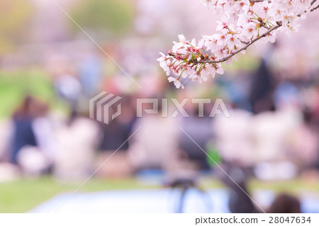 Sakurame Soyuki的櫻花副本空間Hanami人 28047634