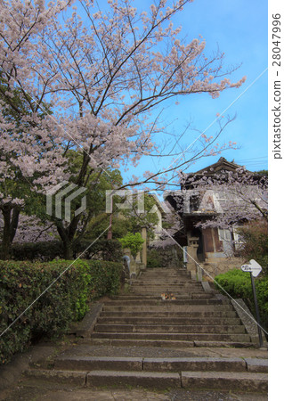 Onomichi Senkoji方法·春睡貓 28047996