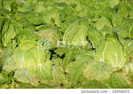 Marbled cabbage Marbled cabbage 28048055