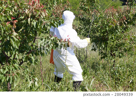 Farmer spraying toxic pesticides  Farmer spraying toxic pesticides  28049339