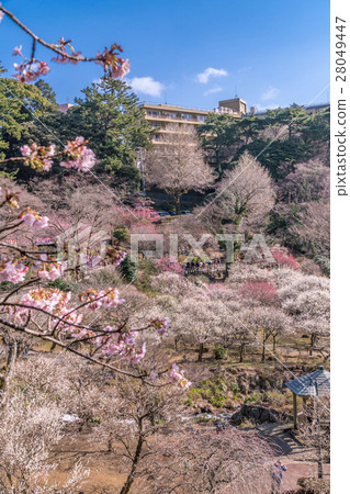 在早期的開花的櫻花的熱海Meizan庭院2016年1月 28049447