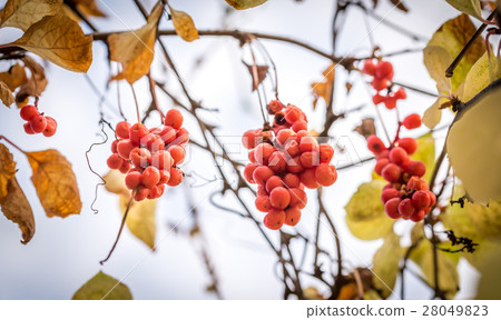 Branch of chinese magnolia vine berries 28049823