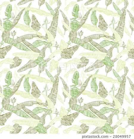 Banana palm leaves, flowers and branches. Banana palm leaves, flowers and branches. 28049957