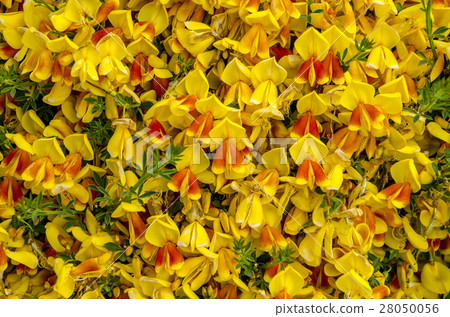 Common Shaggy Pea - Oxylobium ellipticum Common Shaggy Pea - Oxylobium ellipticum 28050056