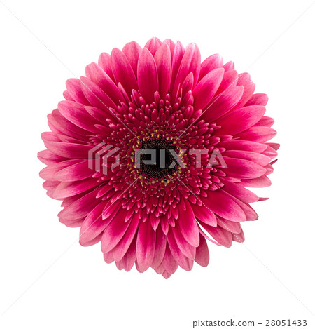 Pink gerbera daisy flower isolated on white 28051433