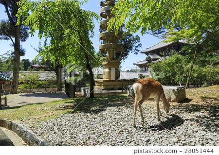 Nara Prefecture · Todai-ji Temple landscape 28051444
