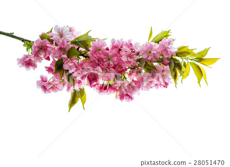 Cherry tree twig Fresh spring flowers green leaves Cherry tree twig Fresh spring flowers green leaves 28051470