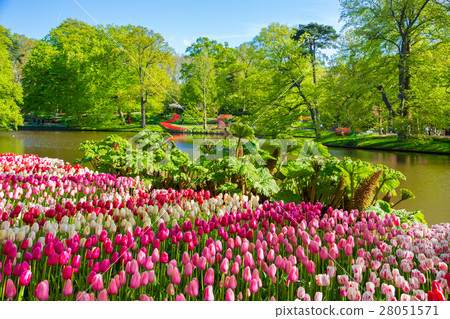 Colorful tulips in the Keukenhof garden, Holland 28051571