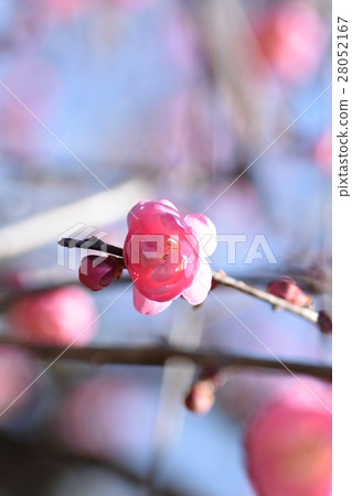 Early spring plum blossoms (red plum) Mitsubachi bees honey bees plum blossoms spring Early spring plum blossoms (red plum) Mitsubachi bees honey bees plum blossoms spring 28052167