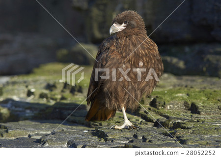 Striated Caracara Striated Caracara 28052252