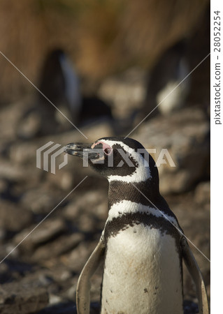Magellanic Penguin Magellanic Penguin 28052254