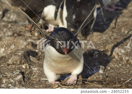 Rockhopper Penguin stretches its wings Rockhopper Penguin stretches its wings 28052255
