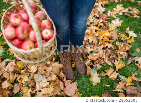 woman with basket of apples at autumn garden woman with basket of apples at autumn garden 28052503