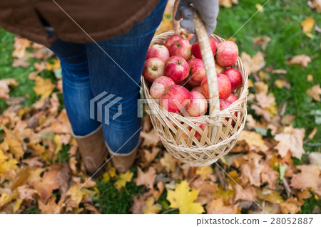 woman with basket of apples at autumn garden woman with basket of apples at autumn garden 28052887