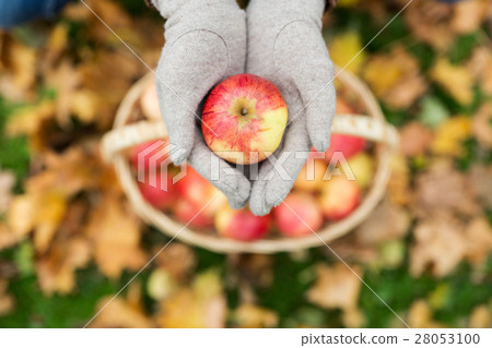 woman with basket of apples at autumn garden 28053100