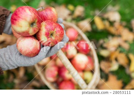 woman with basket of apples at autumn garden woman with basket of apples at autumn garden 28053111