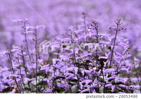 Plectranthus Mona Lavender flowers 28053486