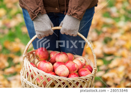 close up of woman with apples in basket at autumn close up of woman with apples in basket at autumn 28053846