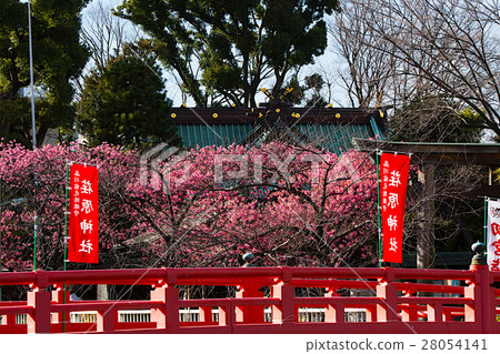 Cold scarlet cherry blossoms in Ebara shrine full bloom 28054141