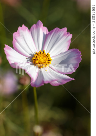 Cosmos field @ Hasefune of Sasebo City, Nagasaki prefecture Cosmos field @ Hasefune of Sasebo City, Nagasaki prefecture 28055683