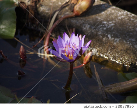 沿Kodogawa河的荷花花沖繩島那霸市 沿Kodogawa河的荷花花沖繩島那霸市 28057950