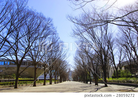 Yoyogi Park in winter 28059272