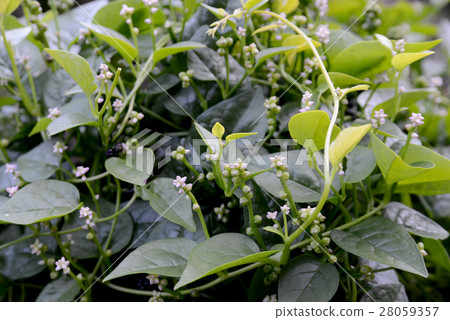 Tsurumurasaki Tsurumurasaki 28059357