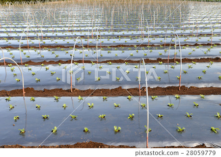 房子準備 28059779