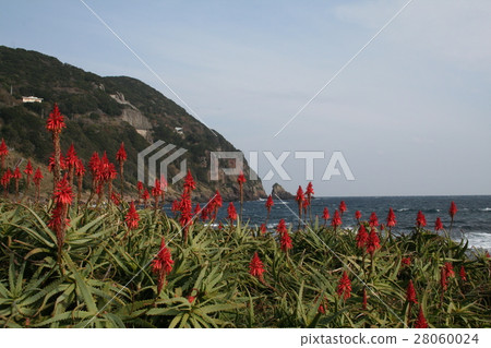 Aloe blooming cape 28060024