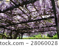Wisteria trellis in Kamakura-gunbunji 28060028