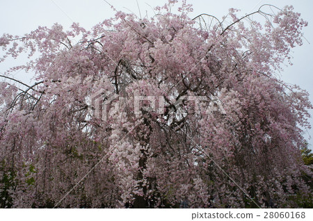 Drooping cherry tree Drooping cherry tree 28060168
