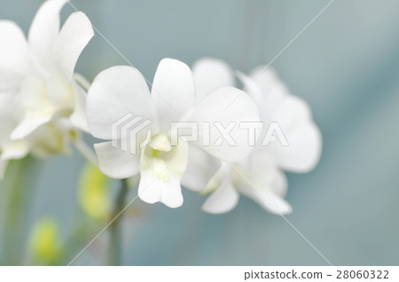 white orchid flower, orchid 28060322