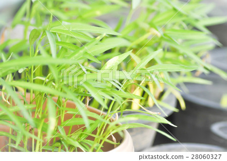 morning glory plant or swamp cabbage 28060327