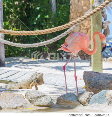 Flamingo and Iguana on the beach Flamingo and Iguana on the beach 28060383