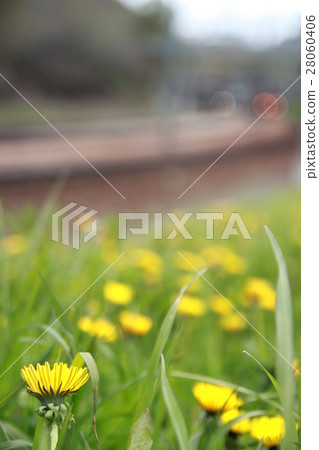 花 花 28060406