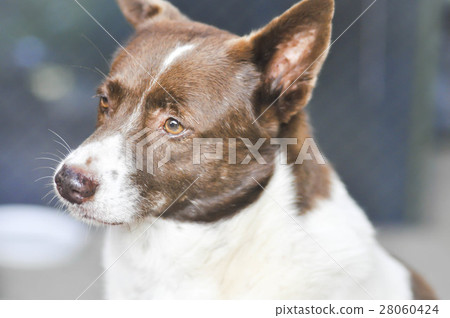 mongrel dog or street dog 28060424