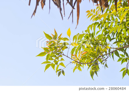 tree ,straw roof and sky 28060484