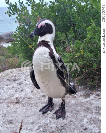 African penguin on the rock at South Africa. 28060748