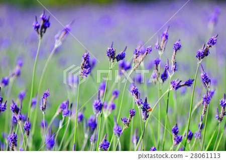 薰衣草 28061113