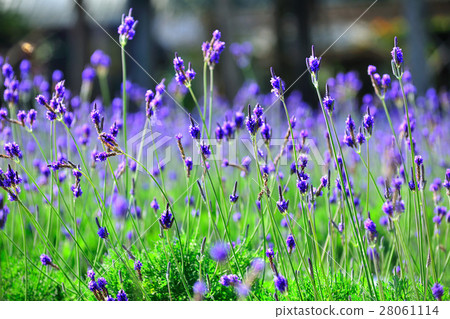 薰衣草 28061114
