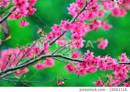 櫻花 28061116