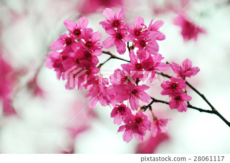 櫻花 28061117