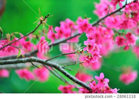 櫻花 28061118