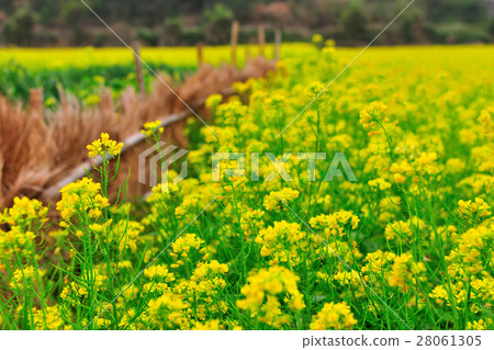 油菜花田 花椰菜 28061305